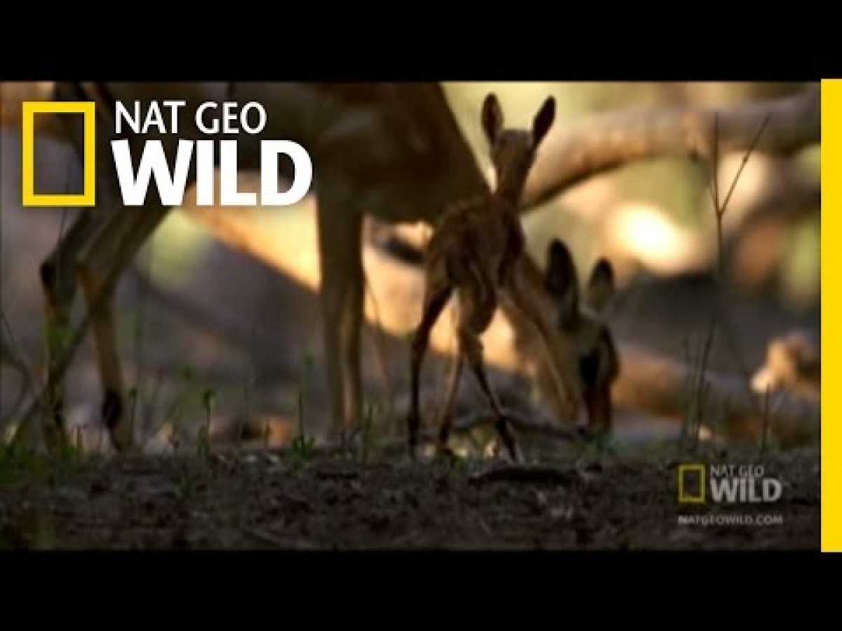 Carnivorous Baboon Rage | Nat Geo Wild
