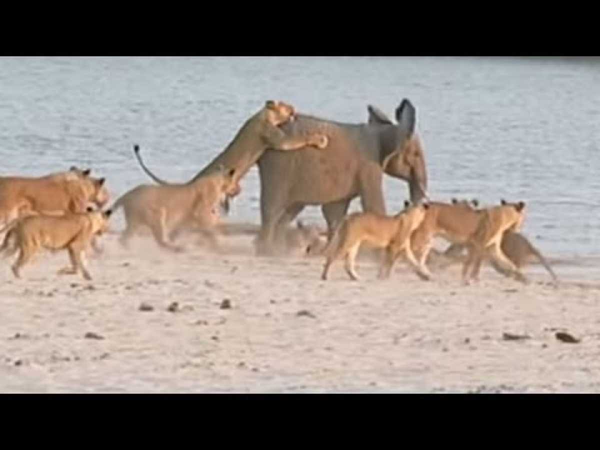 One Elephant vs. 14 Lions! Who Wins? [Video]