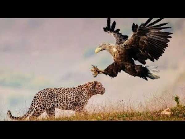 Leopard vs. Eagle vs. Lion vs. Hyena