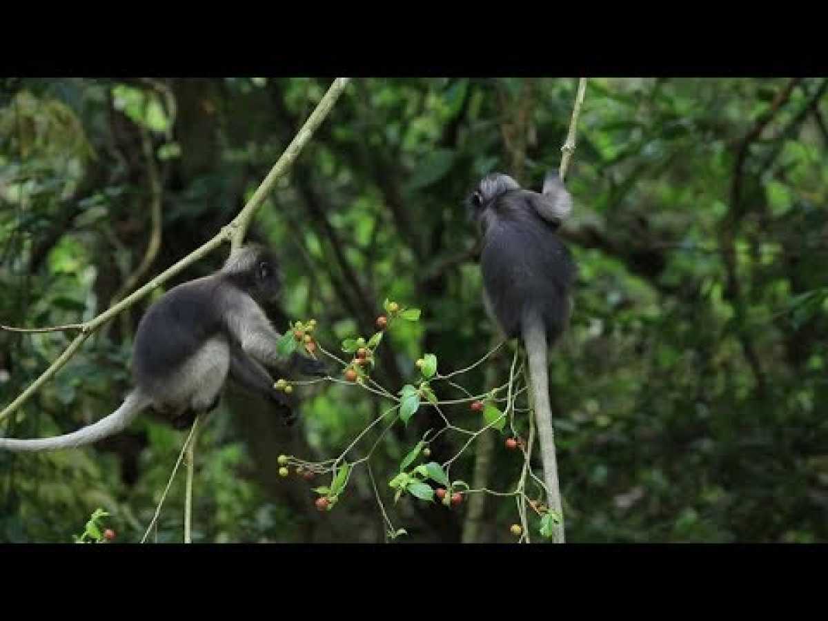 Wild Thailand: A Land Of Beauty - Nature Documentary â