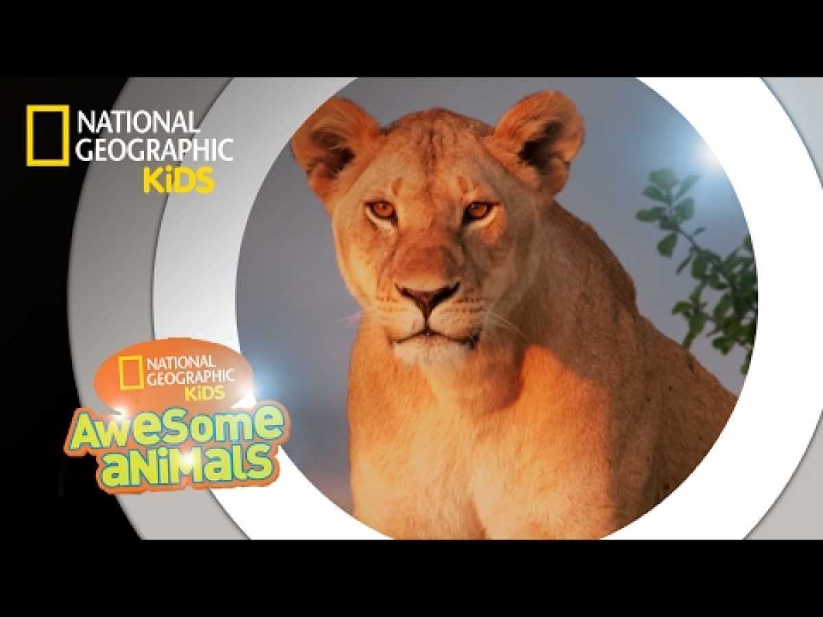 Super Pride | Awesome Animals
