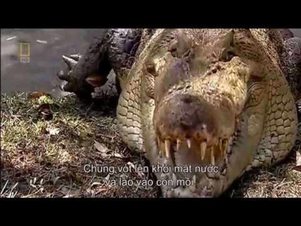 Natgeo Documentary - World&#039;s Deadliest Animals India - Nat Geo Wild HD