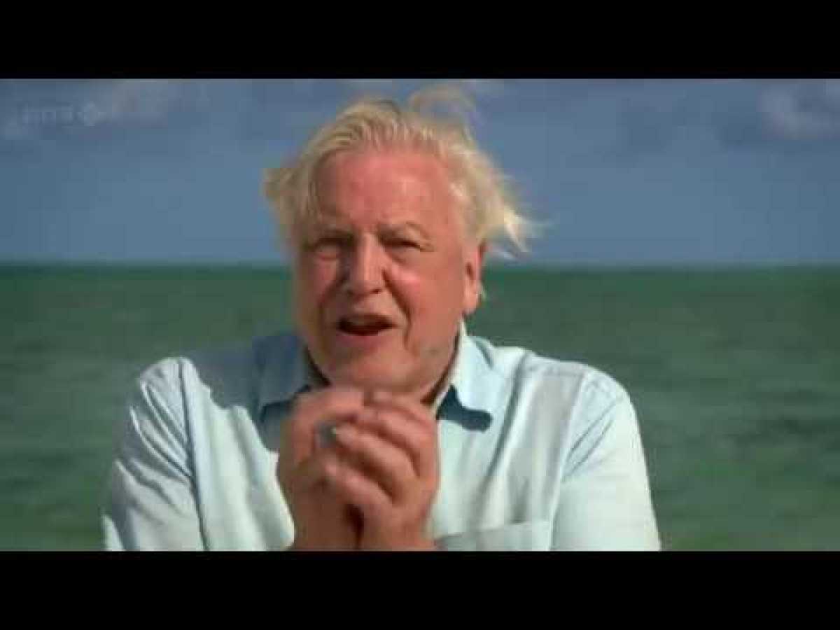 BBC.First.Life.with.David.Attenborough.2of2.Conquest.2010.59Min