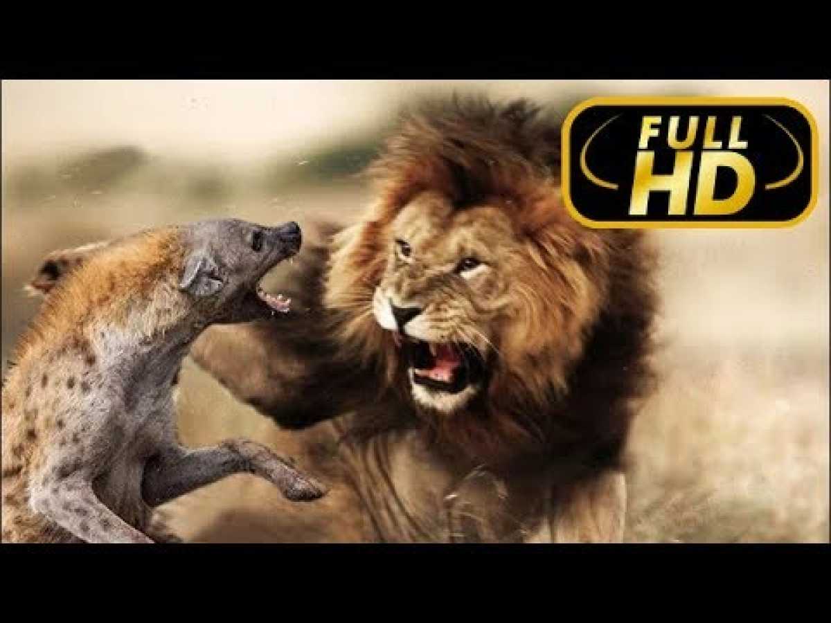 Timbavati: An Epic Cat Story. Blood Ties / FULL HD - Documentaries on Amazing Animals TV