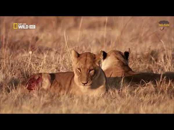 Savannah Life Wild Africa - National Geographic Documentary 2019