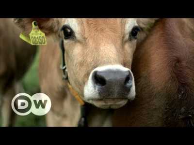 Organic food - hype or hope? | DW Documentary