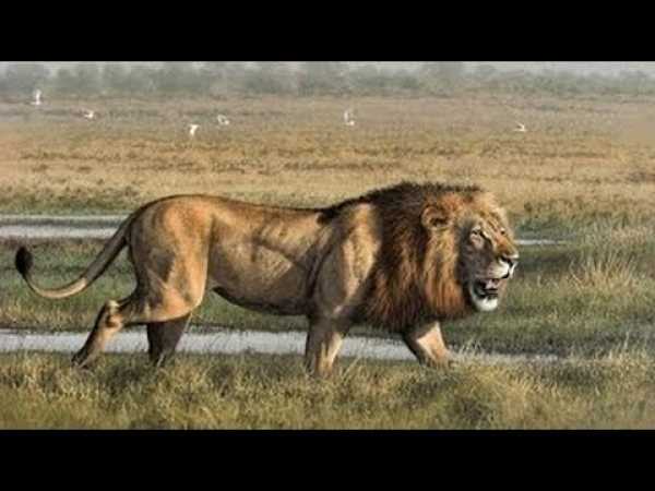 Animals Documetary Lion's Most Dangerous Enemy - Lion's Documentaries