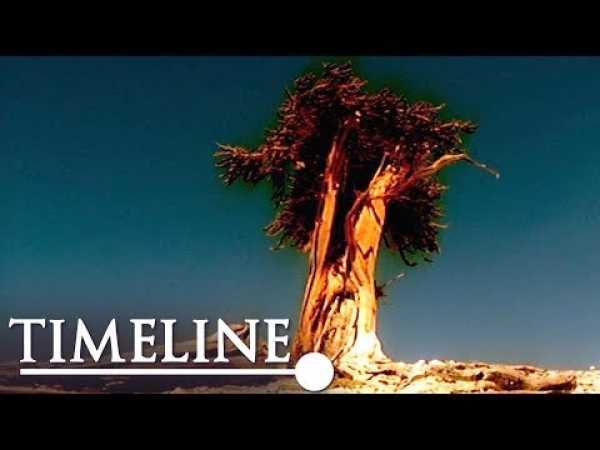 Oldest Tree On Earth: The Curse Of The Methuselah Tree (Nature History Documentary) | Timeline