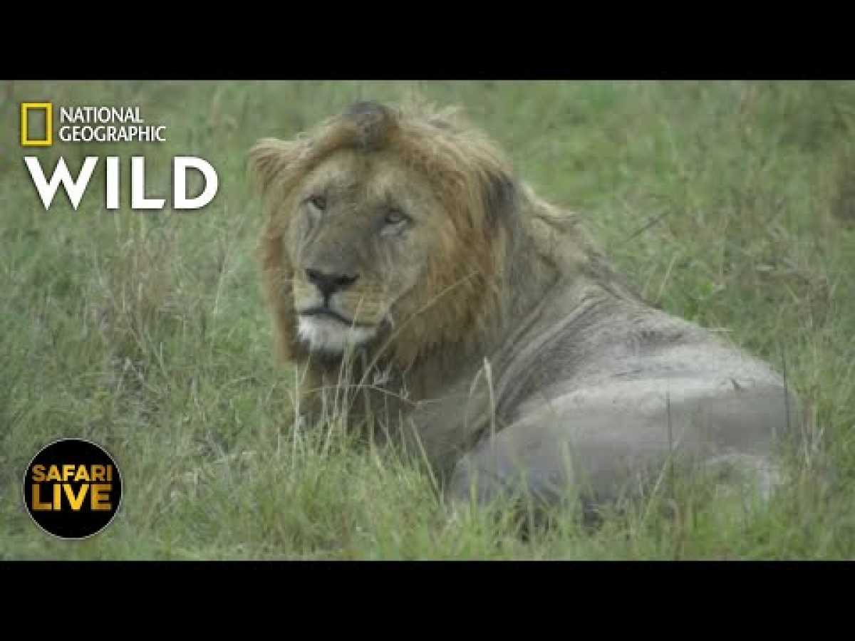 Safari Live - Day 275 | Nat Geo Wild