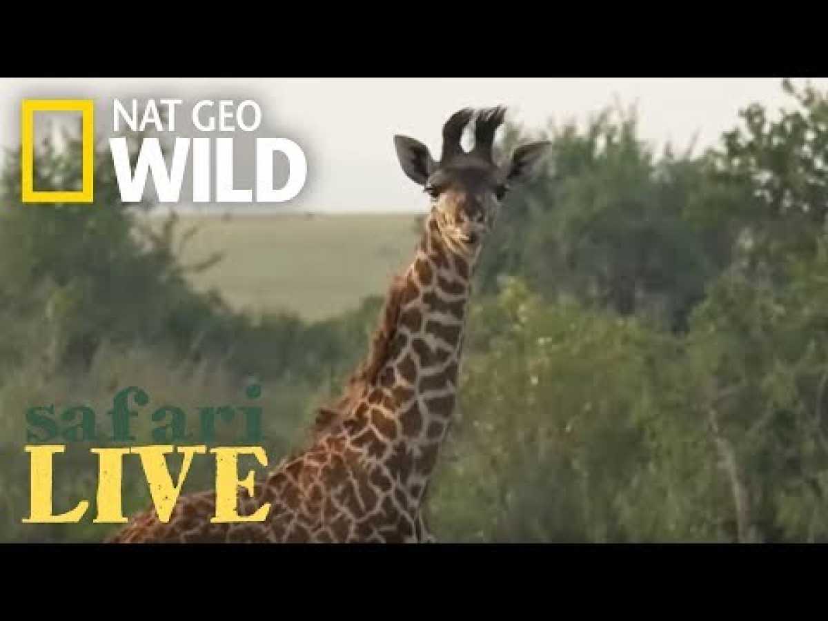 Safari Live - Day 82 | Nat Geo WILD