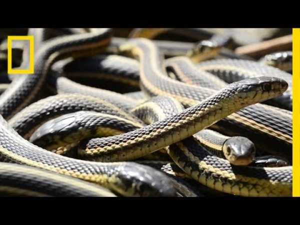 If You're Scared of Snakes, Don't Watch This | National Geographic