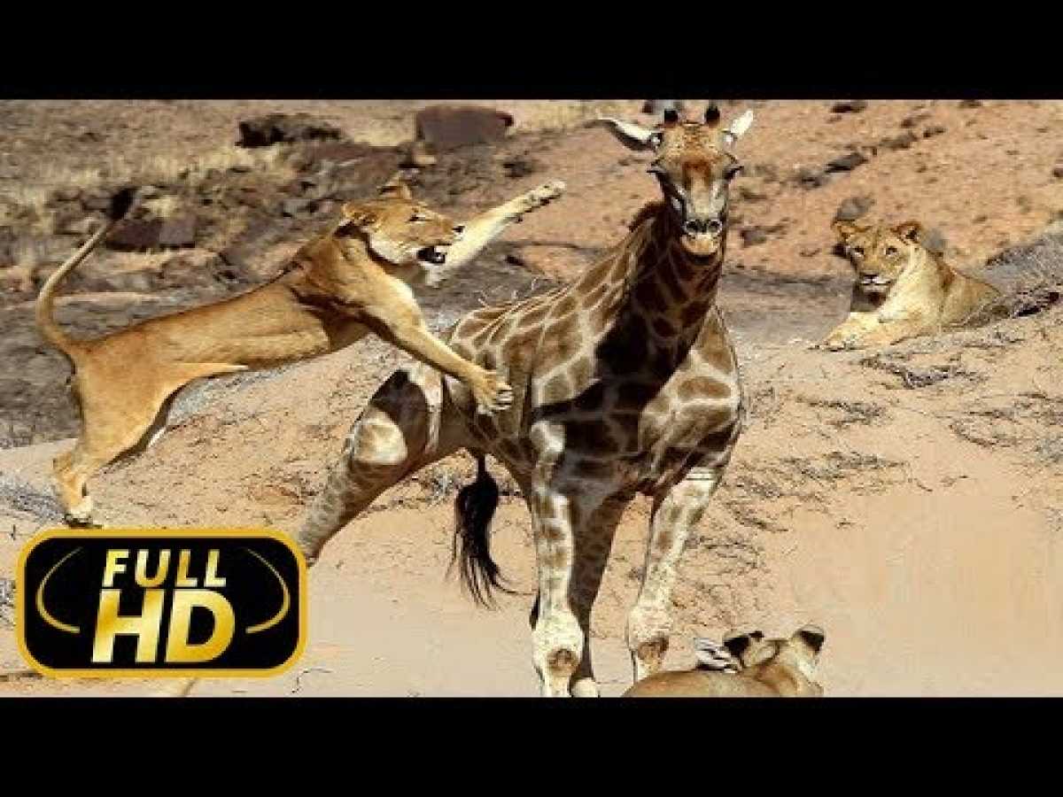 LION KINGDOM. Hunter of Giants / FULL HD - Documentary Films on Amazing Animals TV