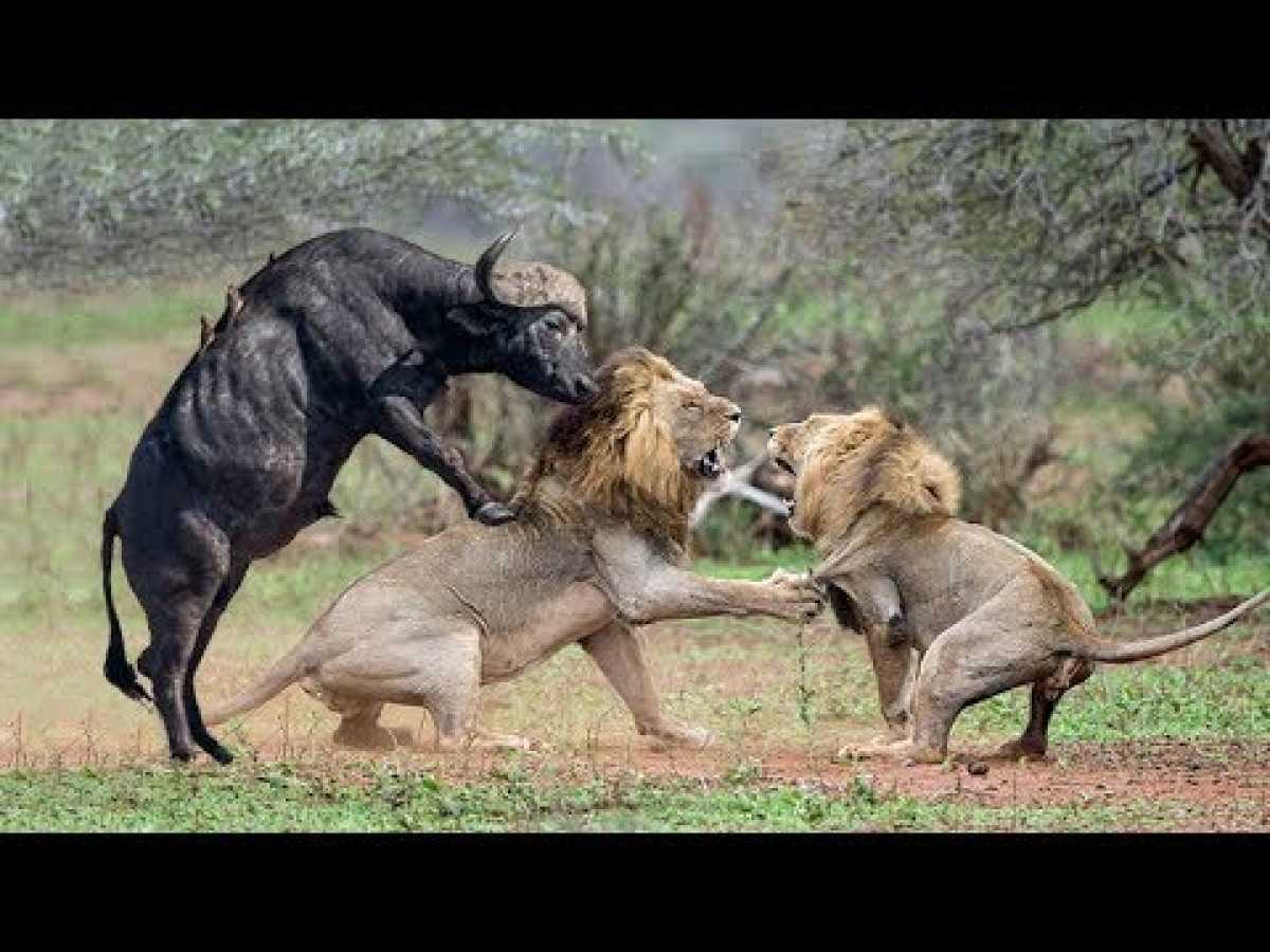 THE BATTLE NEVER END: BUFFALO HERD SAVE FELLOW FROM LION | LION VS WARTHOG