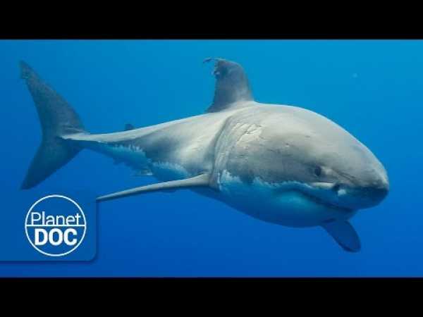 Australia. The Great White Shark | Full Documentary