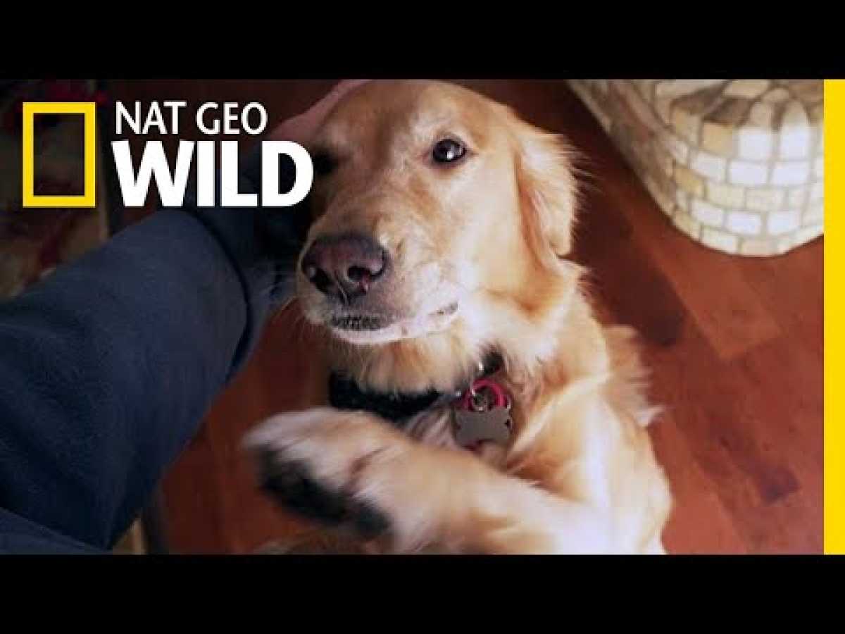 Will Your Dog Pick You Over a Stranger? | Nat Geo Wild