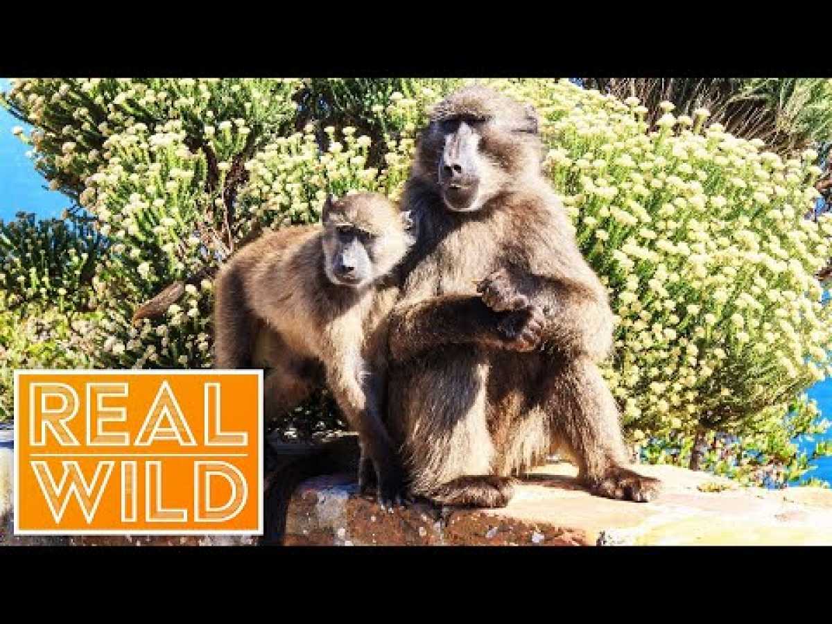 Help! My Neighbours Are Baboons! [Man VS Nature Documentary] | Real Wild