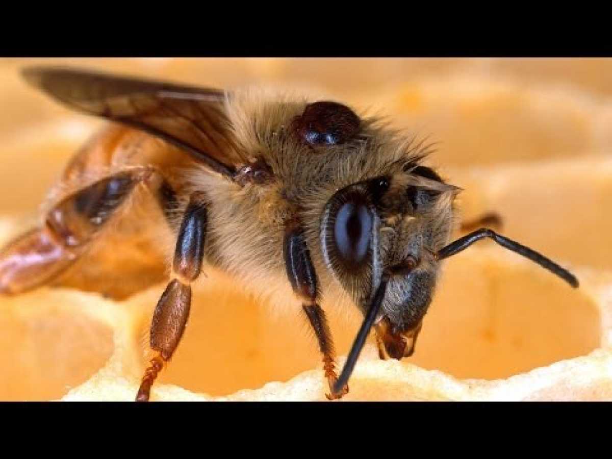 Silence of the Bees (Nature Documentary)