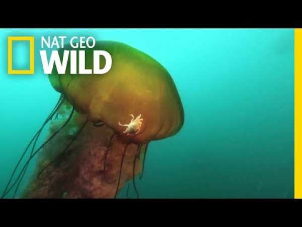This Jellyfish Contains an Ecosystem | Nat Geo Wild