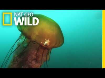 This Jellyfish Contains an Ecosystem | Nat Geo Wild