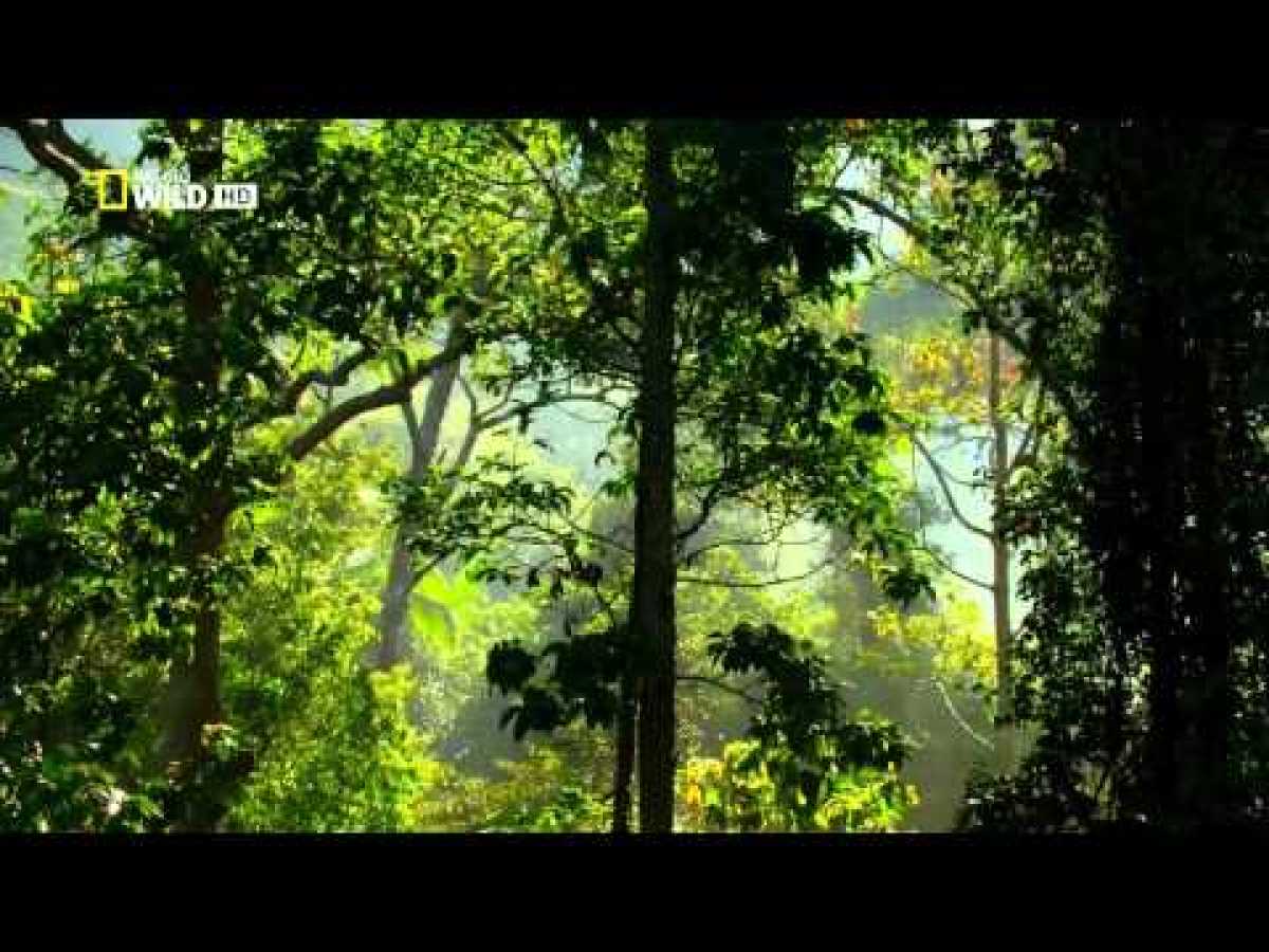 Forest of Clouds in Wild Sri Lanka HD Nature Documentary