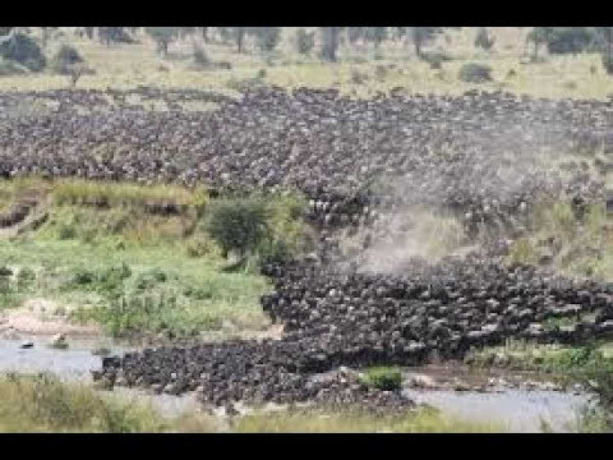 The Great Wildebeest Migration - Crossing the Masai River