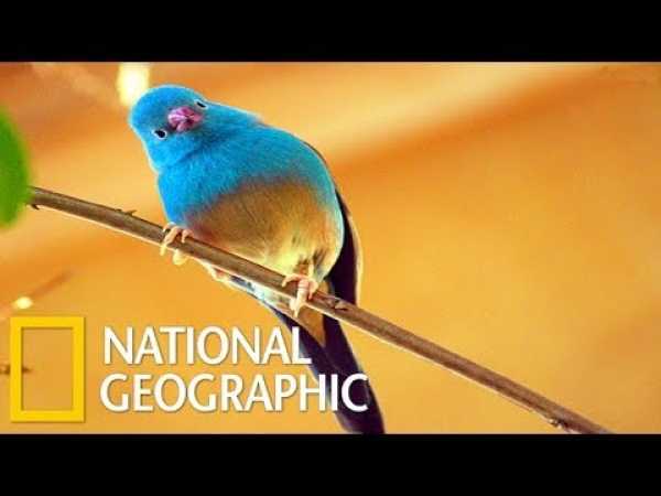 Beautiful Birds inThe Wordl - National Geographic Youtube