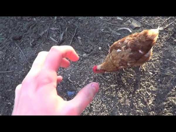 How To Fight a Chicken
