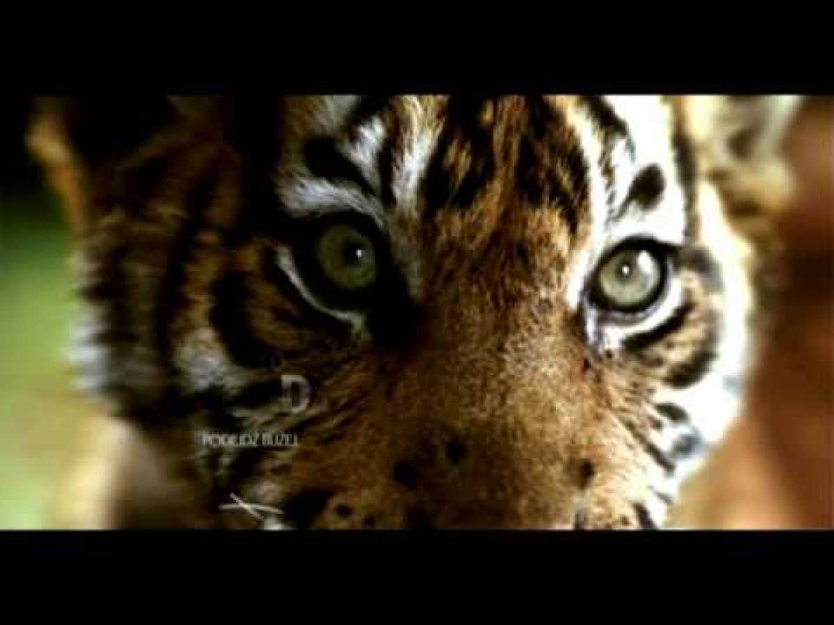 Nat Geo Wild ident - Tiger Cub #1