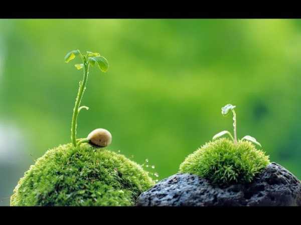 How Plants Communicate - Nature Documentary HD #Advexon