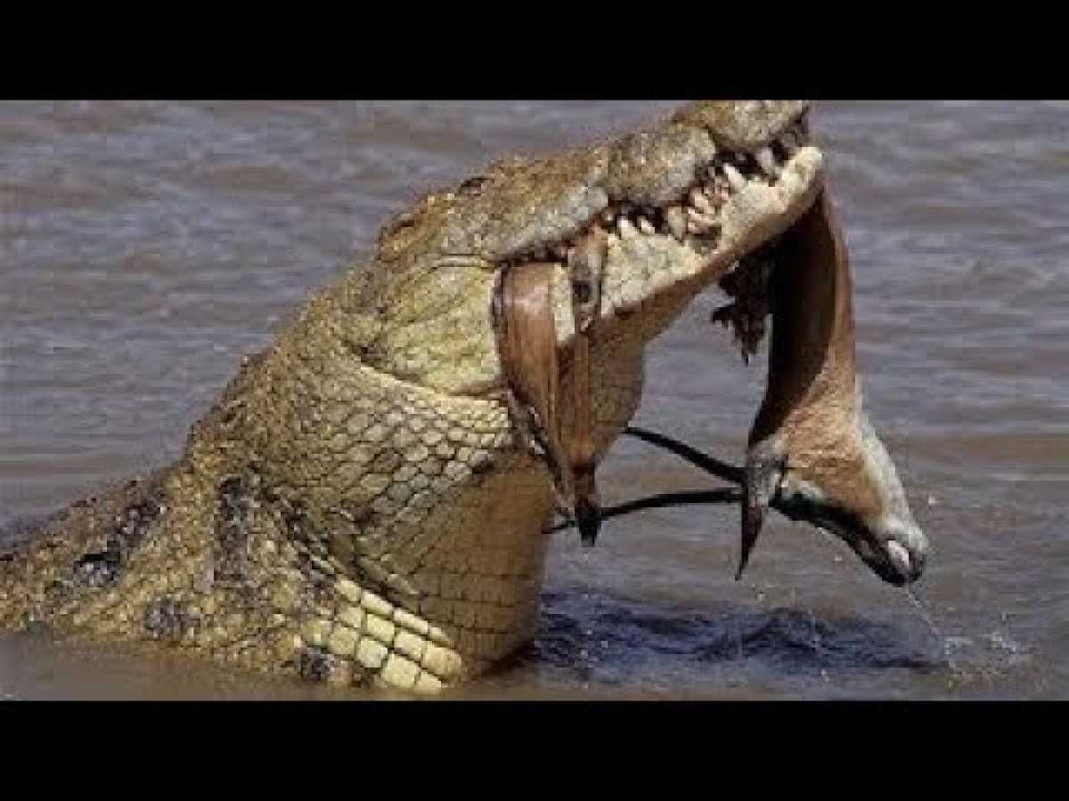 The 6m (GIANT!) Crocodile Nat Geo Wild Documentary HD 2017