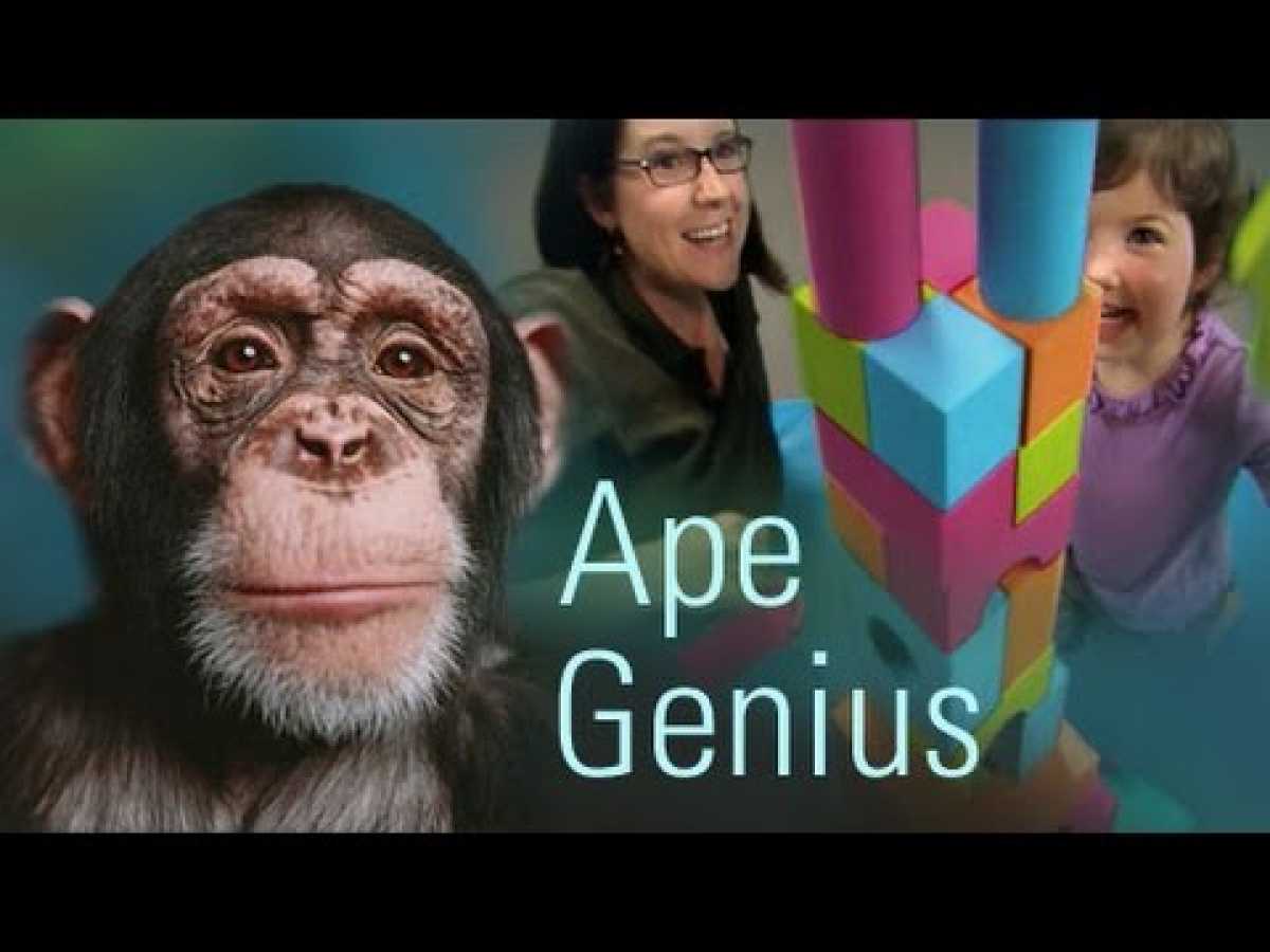 Nova - Ape Genius (PBS Documentary)