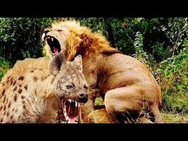 âº Lions Documentary - HUNGRY HYENAS DESTROY AND EAT LIONESS - National Geographic WILD | HD