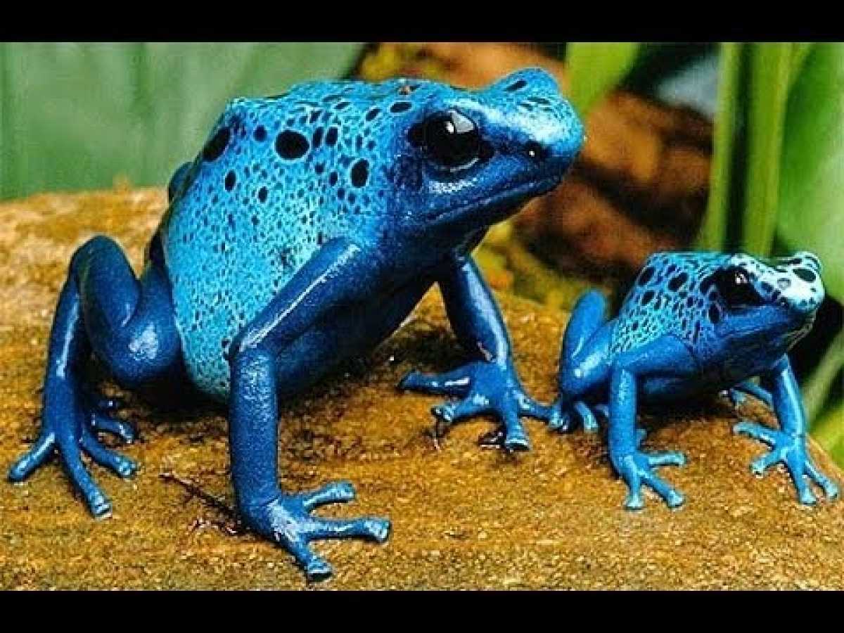 Nat Geo Wild - Most Poisonous Animals - National geographic documentary