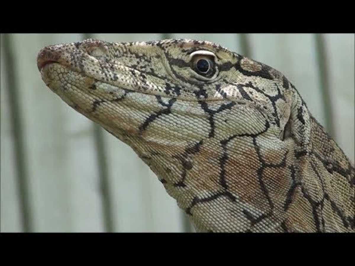 Australia&#039;s Lost Eden - Amazing [Austin Steven&#039;s] Snakes Documentary