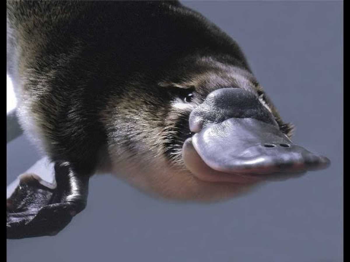 Platypus - The World's Strangest Animal (Nature Documentary)