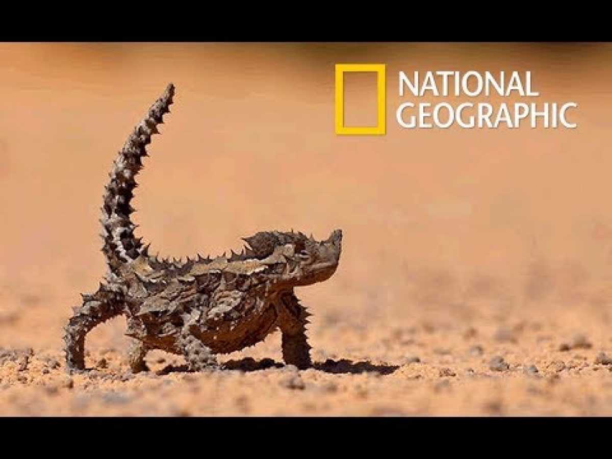 Wild Arabia - Hidden Deep in the Desert | Cold Blood (Nat Geo Wild)