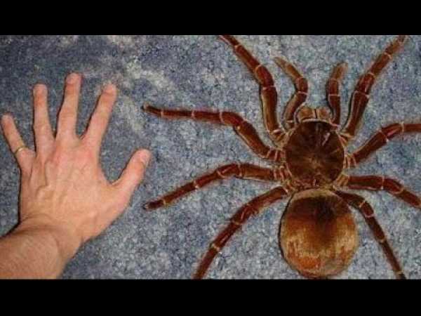 Incredible Spiders - National Geographic, Full Documentaries HD