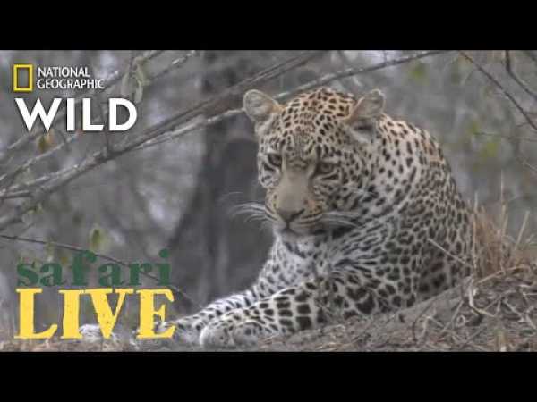 Safari Live - Day 205 | Nat Geo Wild