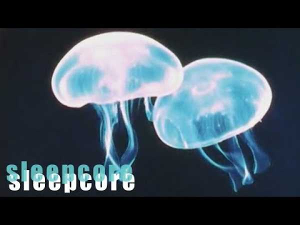 1970s Nature Documentaries | Sleepcore Stream