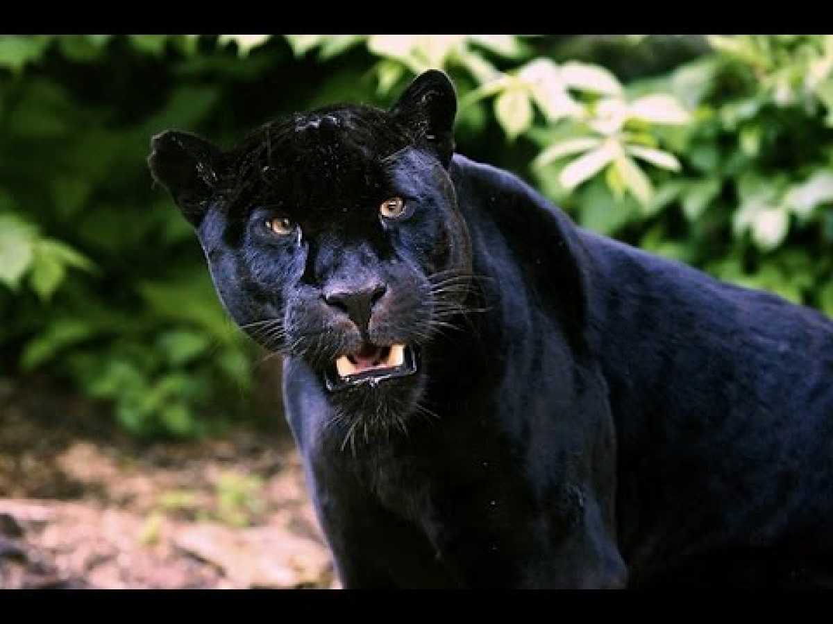 - National Geographic The Jaguar Big Cats Animals Nature Wildlife Documentary