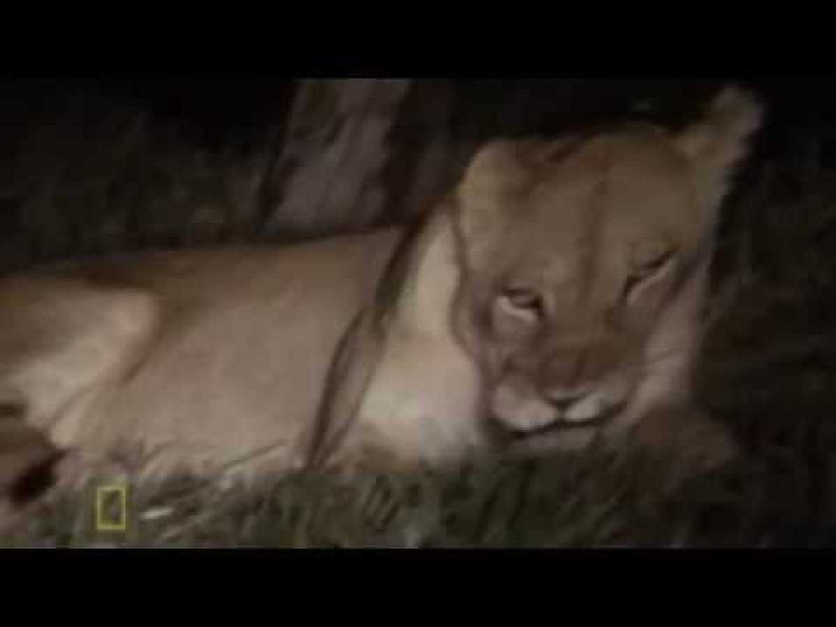Lion Documentary National Geographic - TAU, The Orphan Lion All Time Classic