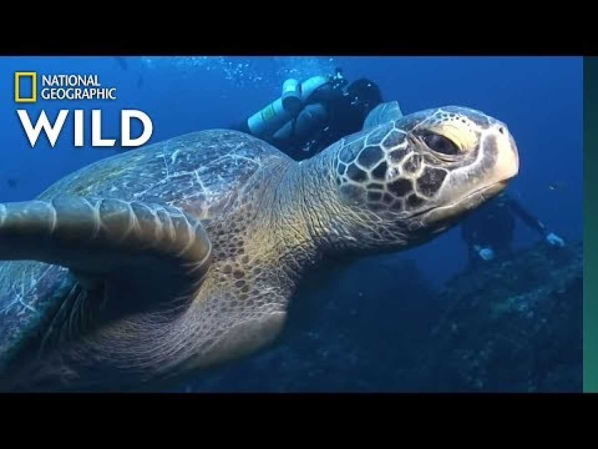Sea Turtles 101 | Nat Geo Wild