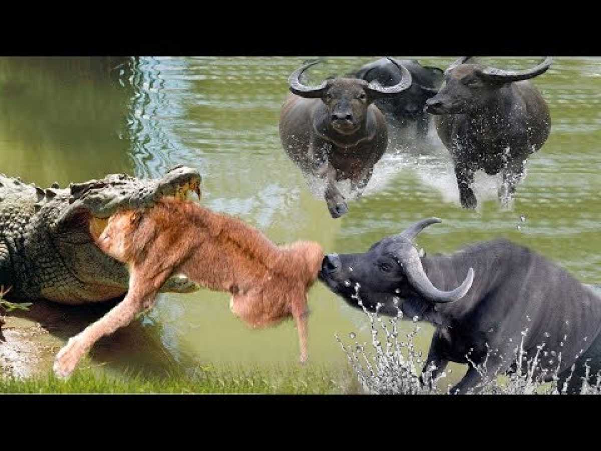 WOW King Buffalo Too Lusty Is Real, Bufalo Attack Lion And Fight Crocodile To Rescue Fellow-Creature