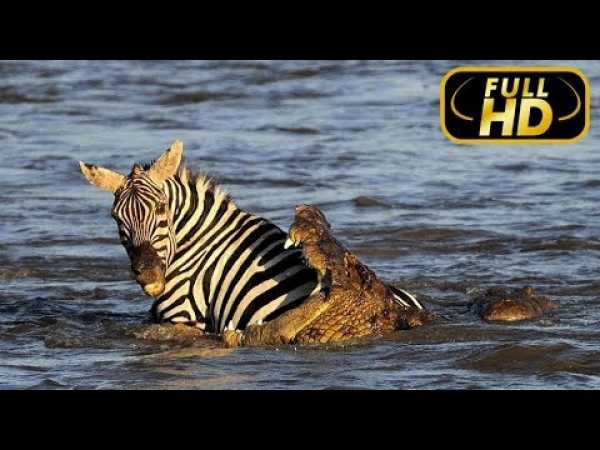 Africa's Blood River. Exclusive / FULL HD - Documentary Films on Amazing Animals TV