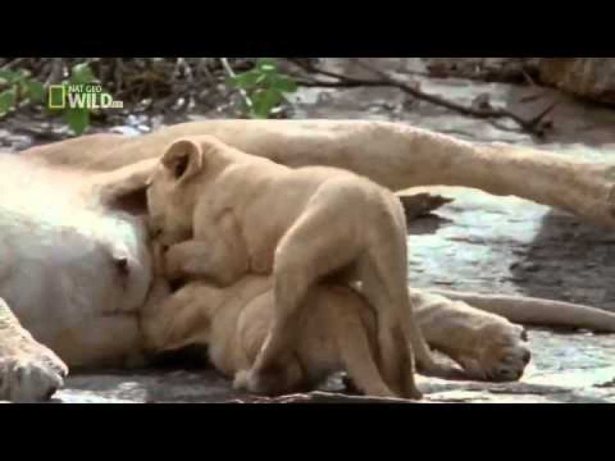 National Geographic Wild Brutal Killers.720p