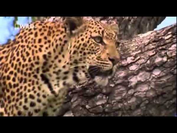 Documentary Films - The Life of LEOPARD QUEEN