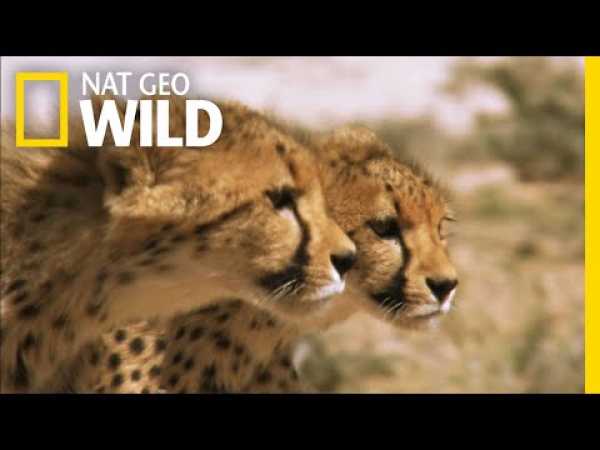 Cheetah Cubs on the Hunt | Nat Geo Wild