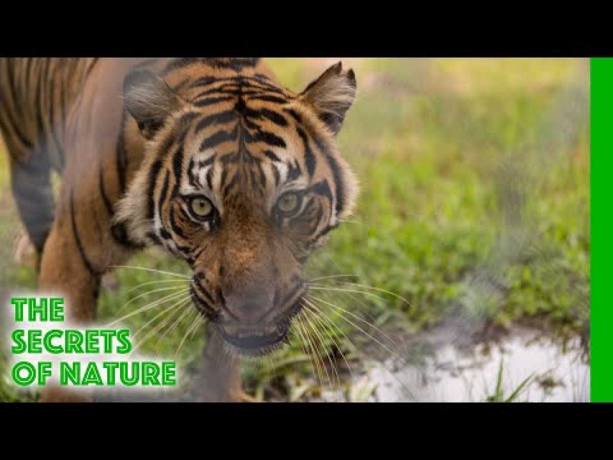 Sumatras Last Tigers - The Secrets of Nature
