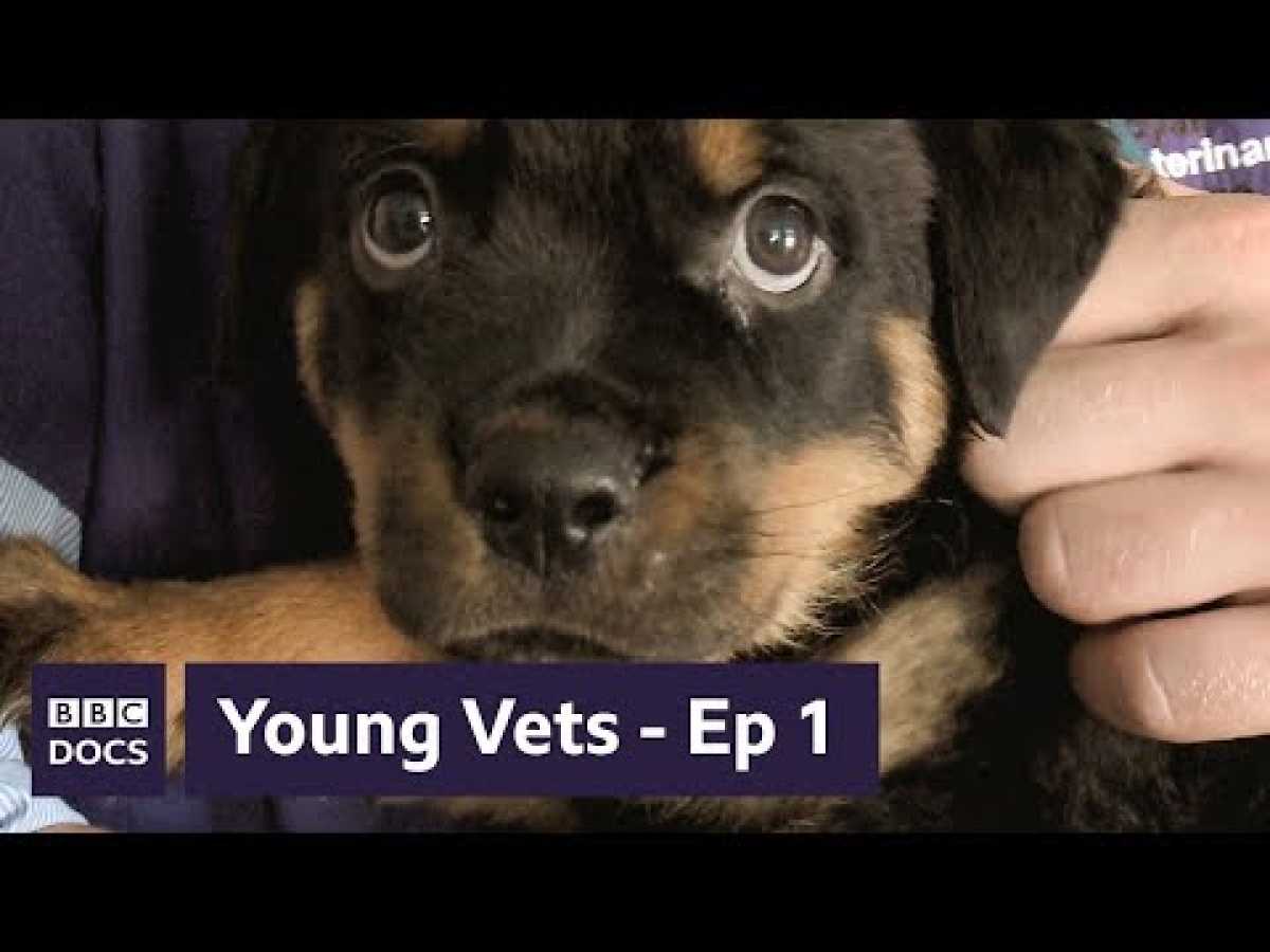 Full Episode 1 | Young Vets | BBC Documentary