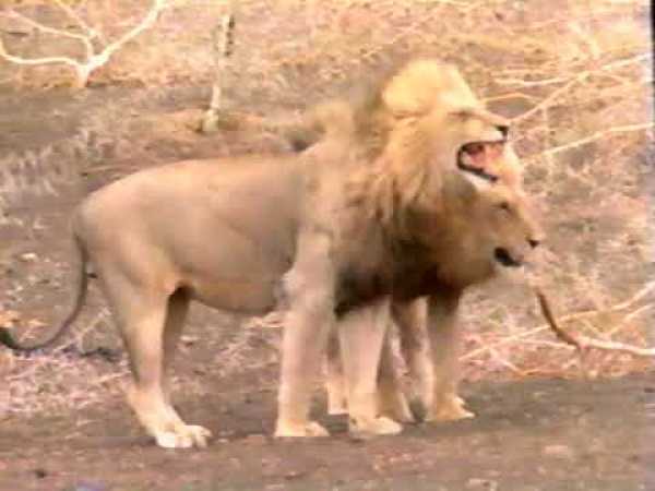 The Untamed Wild - Royal Blood: Life and Death in an African Lion Pride | VHS rip | 1993